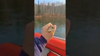 #рыба