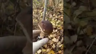 Белые грибы октябрь 2022