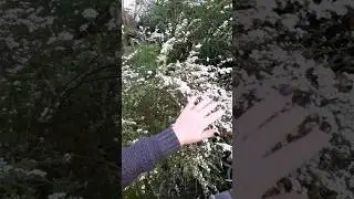 #імміграція #бельгія