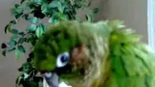 parrot 