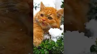 #милые#котики#красивые#пушистики#лайк#