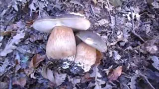 PASSIONE FUNGHI E FIDUCIA