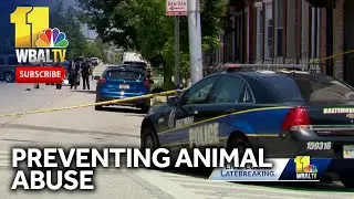 Activists want more effort in preventing animal abuse