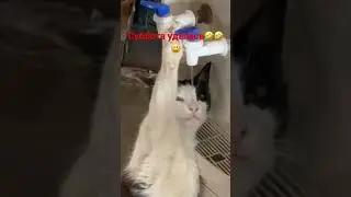 Суббота удалась🤣🤣🤣#котята #субота #пьянка #ржач #котики#жара #sumertime