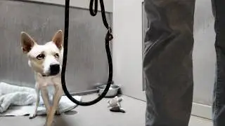 Shelter Dog Charges at Me - Watch Her Reaction When I Don’t Give Up on Her