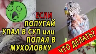 ЧТО ДЕЛАТЬ ЕСЛИ ПОПУГАЙ ИСПАЧКАЛСЯ
