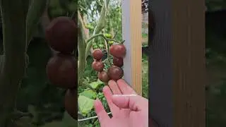 Томаты черри Фиолетовый сахар Рейнхарда