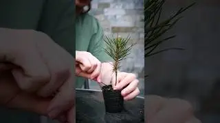 How to Shape a Bonsai Seedling🌱(Japanese Black Pine)