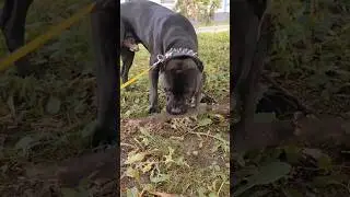 Медвежонок🐻 Арес🖤Есть щенки🔥 #щенки #щенок #pitbul #pitbulldog #pitbull #puppy #dogbreed #dogtype