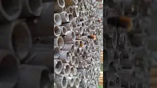 Дикі бджоли. Wild bees.🐝 
