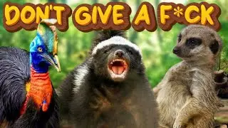 5 Animals That STRAIGHT Up Don't Give A F*CK (Unhinged Perspective)