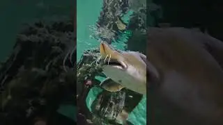 просто пз  