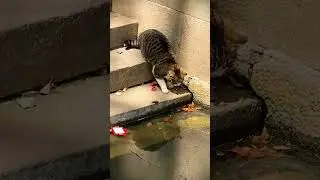 Todos Miraban A Este Gato Por Una Razón… 