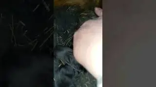 A New Litter of American Blue Rabbits 