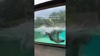 when you filming tigers jumping on people for a job??