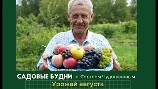 Садовые будни с Сергеем Чудопаловым. Смотрим урожай августа