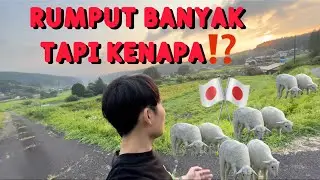 KENAPA❓❓ PADAHAL BANYAK RUMPUT TAPI GAK ADA YANG PIARA KAMBING DI 🇯🇵