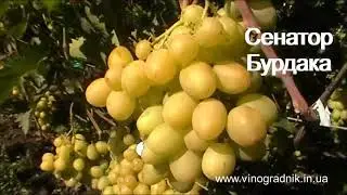Grapes Senator Burdaka