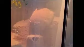 gerbil drops off