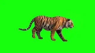 Green screen tiger video | green screen video