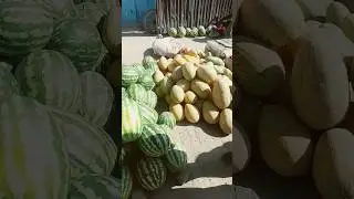 арбуз дины