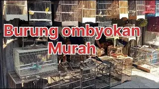 Pasar burung ombyokan termurah
