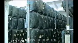 Промышленное производство вешенки