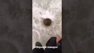 Верхний поводок срабатывает не реже ,чем нижний.Бывают дни когда,лещ берет исключительно на верхний