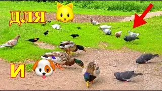Развлечения для кошек 🐱 и собак 🐶