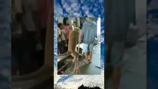 meme viral 