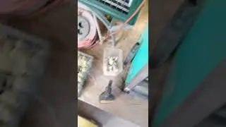 Важен ли?, переворот яиц при инкубации?