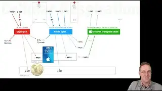 Balanced cellular respiration