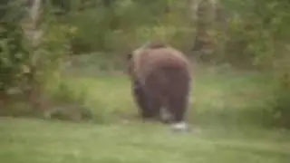 Grizzly Bear In Suburbia