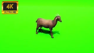 007 - Green Screen | Chroma Key | Animal 4K | Goat