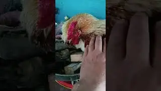Петух отшельник 