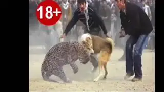Kangal Köpekleri VS Büyük Kediler