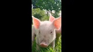 Do pigs help their friends deal with disagreements? 🐷