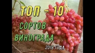 ТОП 10 сортов винограда. Виноградник Вадима Точилина