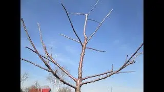 Формирование черешни (шаг 1)