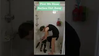 Bathing My Service Dog in the Dorm Hall #servicedog #dog #puppy