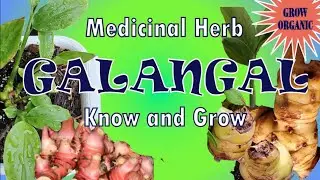 How to Grow Galangal From Store-bought Rhizome | Greater galangal | Health Benefits | Lengkuas |