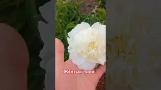 жёлтый пион