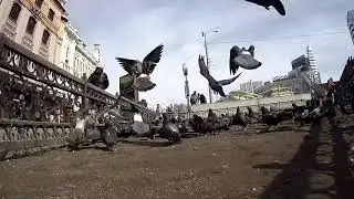Частичка милости и кусты;)