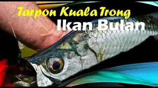 Tarpon Kuala Terong
