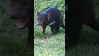 Top 5 Shocking Tasmanian Devil Facts #tasmania #tasmaniandevil #devi #shortsfeed #viral