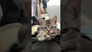 Fights. Kicking the other . #dog #pets #animals #funny #cat #funnyvideo #goldenretriever #viral