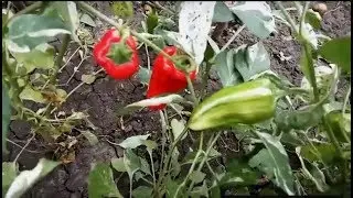 Hot Fish. Рыбный перец, один из сортов острого перца.