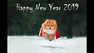 New Year with Charlie 2019 | dog tricks =)