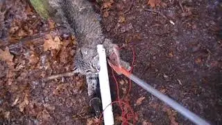 Smallest Bobcat Ever
