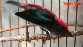 Tiếng chim ốc mít